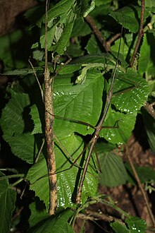 Oxyartes spinipennis pair.JPG