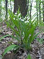 Cephalanthera longifolia Česko Přírodní park Baba