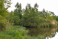 Rohozenský potok při vtoku do Rohozenského velkého rybníka