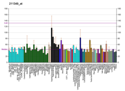 PBB GE SLC15A1 211349 at fs.png