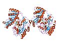 لاکتات دهیدروژناز د (به انگلیسی: lactate dehydrogenase D)