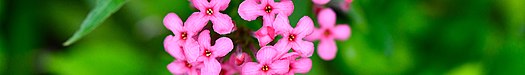 PINK FLOWER FROM PHU LANKA National Park