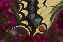 Zdjęcie wykonane z góry, z dużym przybliżeniem na fragment skrzydła. Na pierwszym planie żółte skrzydło z czarnym wzorem oraz czerwoną kropką. Pomiędzy kolorem czarnym niebieskie wstawki. W tle dominuje kolor fioletowy.