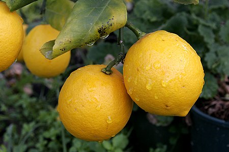 Tập_tin:Pair_of_lemons.jpg