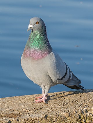 <span class="mw-page-title-main">Rock dove</span> Species of bird