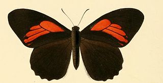 <i>Papilio euterpinus</i> Species of butterfly