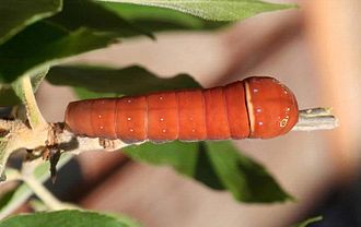 Caterpillar of two-tailed swallowtail Papilio multicaudata larva.jpg