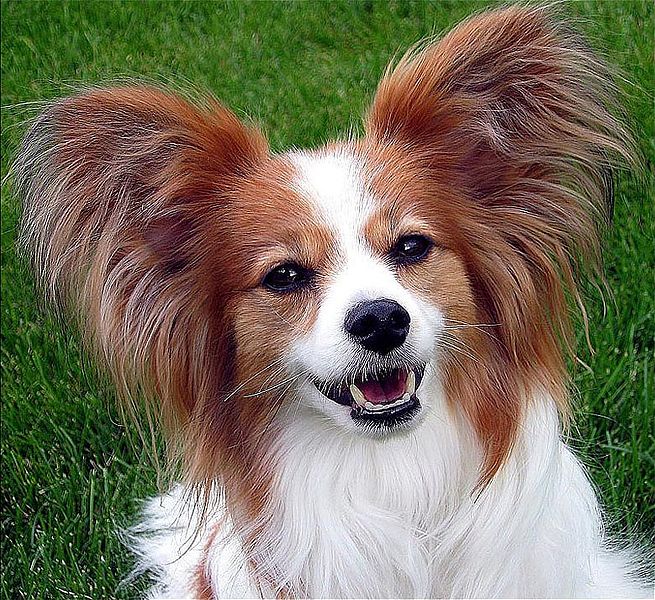 File:Papillon Ears.jpg