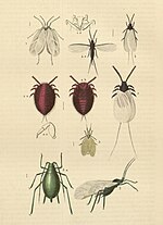 Thumbnail for File:Parasites communs plantes.jpg