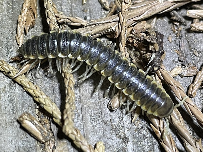 File:Parcipromus gigantoarboricolus.jpg