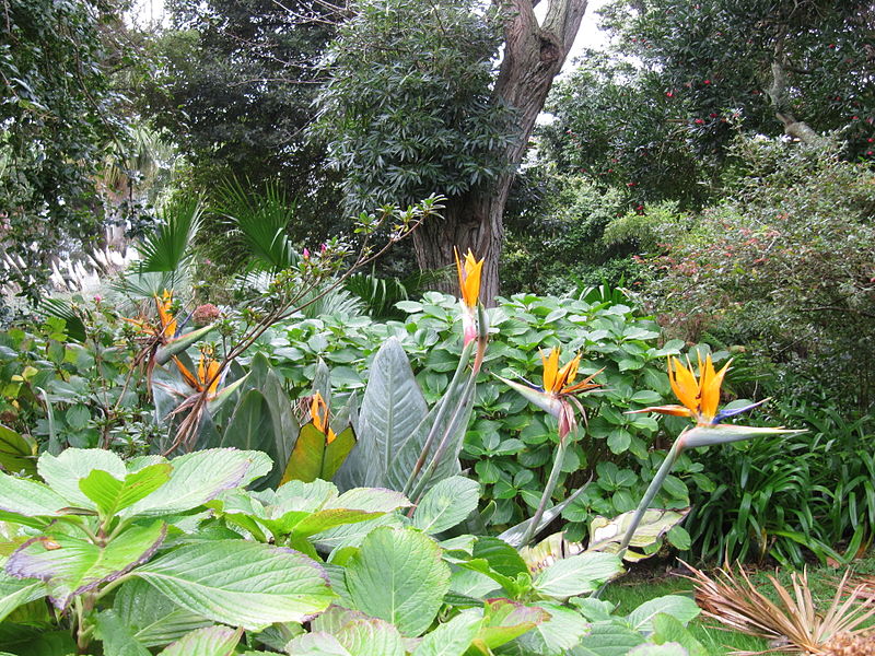 File:Park auf dem Gelände der Universidade dos Açores (14007920985).jpg