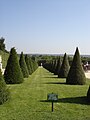 Topiary , Versailes