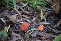 * Nomination Mushrooms in the Ribera Norte (San Isidro, Argentina) natural park --Mauricio V. Genta 04:50, 16 February 2017 (UTC) * Decline Unfortunately not sharp enough. --Ermell 13:58, 16 February 2017 (UTC)