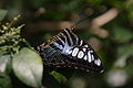 Parthenos sylvia Clipper