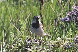 Passer domesticus 146053064.jpg