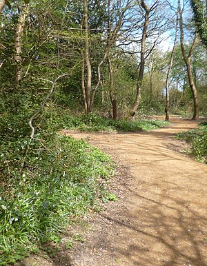 Blundells Copse