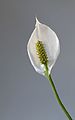 * Nomination The flower of a Peace Lily (Spathiphyllum wallisii). --W.carter 18:29, 5 March 2017 (UTC) * Promotion Simple, detailed and beautiful --Daniel Case 03:02, 6 March 2017 (UTC)