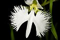 Pecteilis radiata