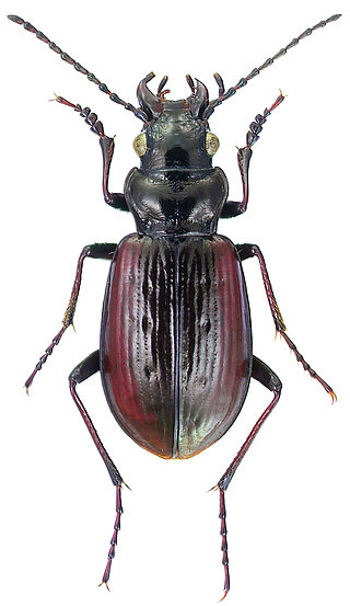 <i>Pelophila</i> Genus of beetles