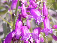 Penstemon campanulatus