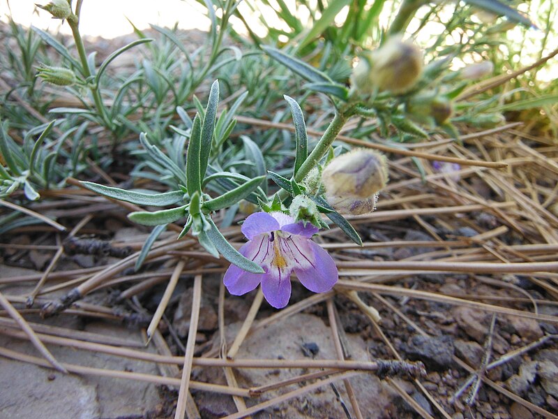 File:Penstemon linarioides.JPG