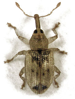 <i>Peristoreus stramineus</i> Species of beetle