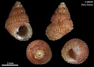 <i>Perrinia docili</i> Species of gastropod