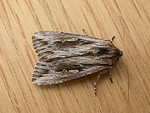 Persectania ewingii (2983450814) .jpg