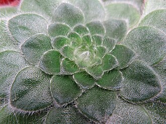 Petrocosmea forrestii, leaf rosette Petrocosmea forrestii 1.jpg