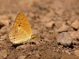 Phalanta alcippe (Small Leopard)