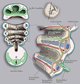 branchial pouch derivatives