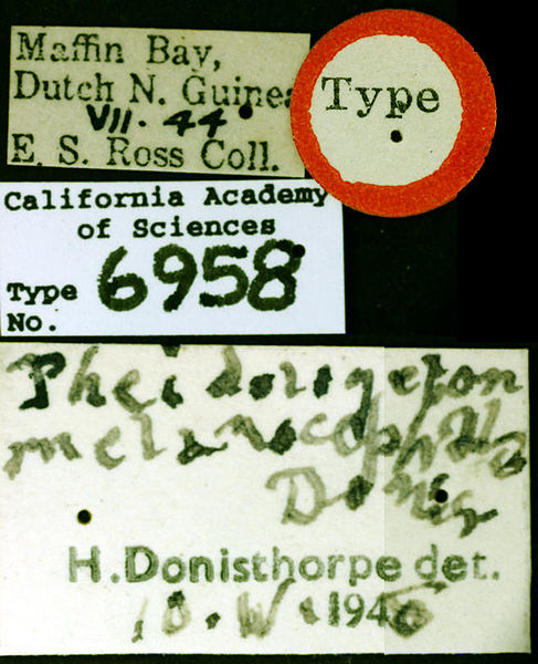 File:Pheidologeton melanocephalus castype06958-02 label 1.jpg