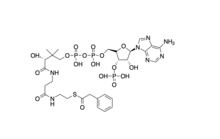 Fenylacetyl CoA Diagram .png