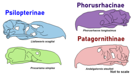 The skull of Procariama (bottom left) compared to 3 other Phorusrhacids. Phorusrhacid skulls comparison.png