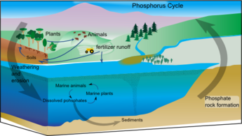 Marine phosphorus cycle