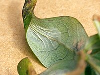 Mined honeysuckle leaf Phyllonorycter trifasciella mine (16803562405).jpg