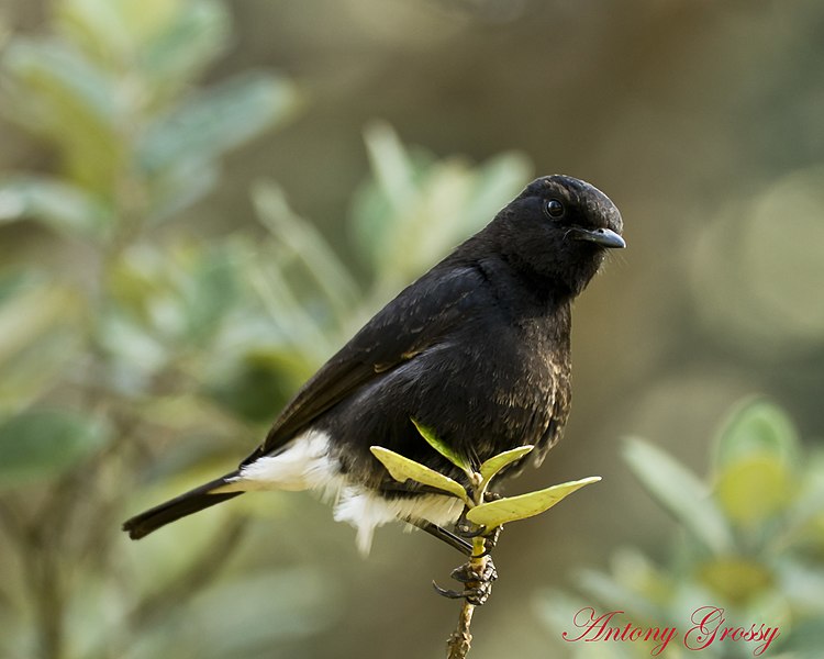 File:Pied Indian Bushchat (7021151087).jpg