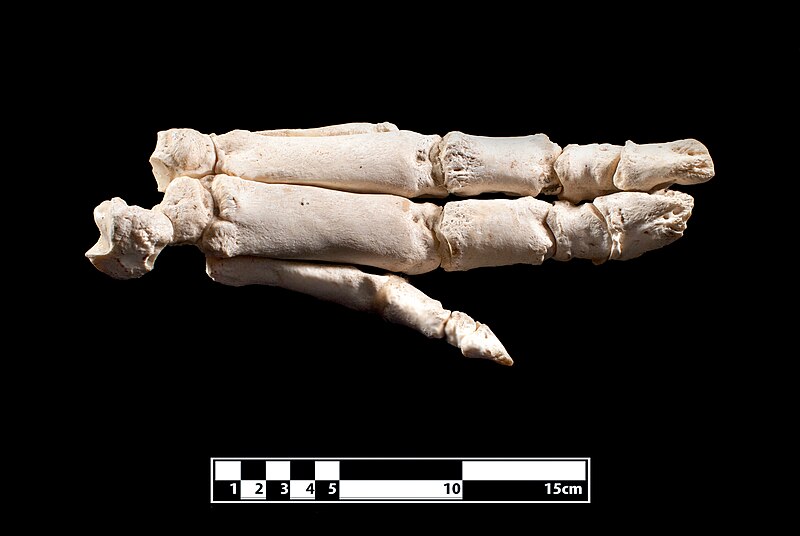 File:Pig hand skeleton.jpg