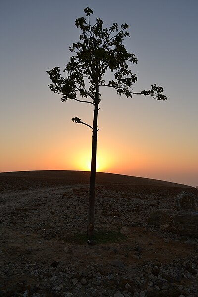 File:PikiWiki Israel 40302 Holiday in the wilderness.JPG