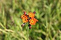 Pilosella aurantiaca