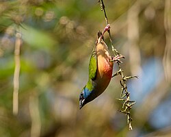 Pin-tailed Parrotfinch, Kaeng Krachan 1.jpg