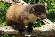 Mustelid maro și negru