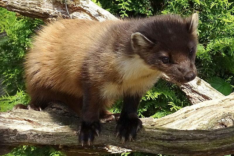 File:Pine Marten BWC.JPG