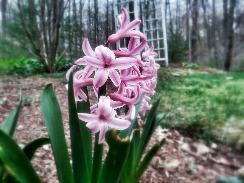 File:Pink Flowers (32871447).jpeg