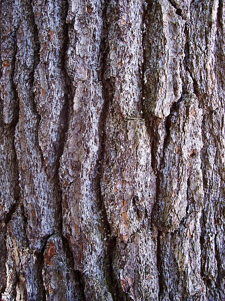 File:Pinus strobus bark Cheboygan.jpg