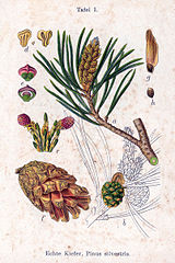 Pinus sylvestris vol. 1 - plate 01 in: Jacob Sturm: Deutschlands Flora in Abbildungen (1796)