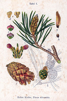 Botanical plate