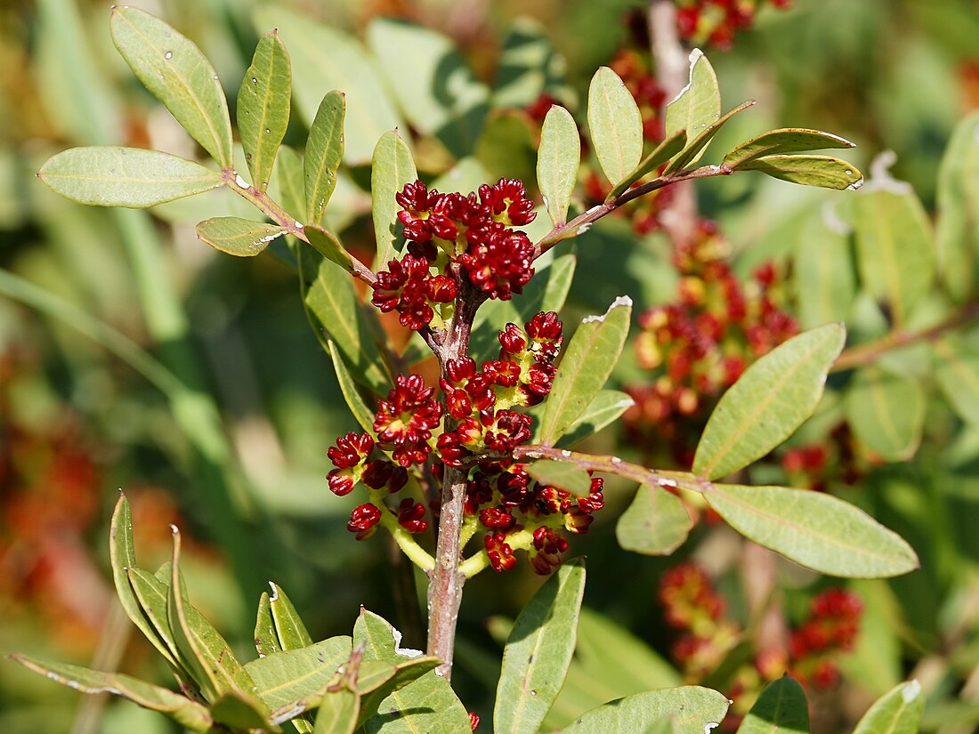 Pistacia