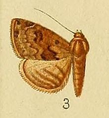 Pl. 152-03-Eublemma nigrivitta Hampson, 1902.JPG