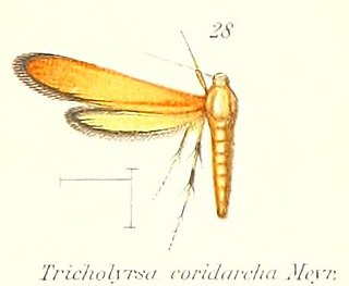 <i>Trichothyrsa</i> Genus of moths